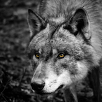 Maxwolf342's Avatar'