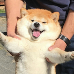 Delighted_Doggo's Avatar'