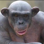 monkyleader's Avatar'