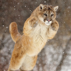 Lost-swings's Avatar'