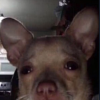JalapenoXD's Avatar'