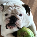 Ignacchiti's Avatar'