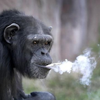 YourLocalChimp's Avatar'
