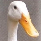 Krexyn_'s Avatar'