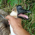 SpeedJunkie_'s Avatar'