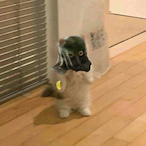 zedme1's Avatar'