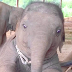 Armageddon.3D's Avatar'