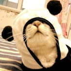 Panda-Kitty's Avatar'