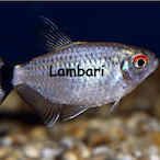 LAMBARl's Avatar'