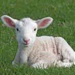 Maybe_Sheep's Avatar'