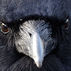 Becauseof_bird's Avatar'