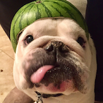 ArcticPannda's Avatar'