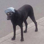 FullBarYesDog's Avatar'