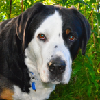 SwissyBaroo's Avatar