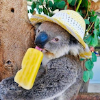 Melted_Koala's Avatar'