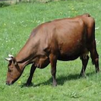 Schneufler.BzFs's Avatar'