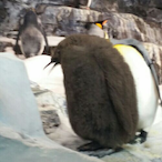 CheesyBaconLvr's Avatar'