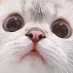 BRT.GoddessNeko's Avatar'