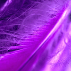 Purple_Plume's Avatar'