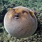 Tha_Pufferfish's Avatar'