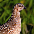 Vacca_Roseliaaa's Avatar'