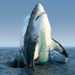 TIBURON_Gizen's Avatar'