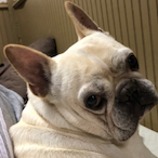 MaybeSueDog's Avatar'