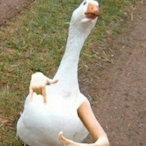 Dave.GuS's Avatar'