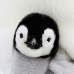 darkbinglehorse's Avatar'