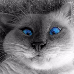 JustHumbleMan's Avatar'