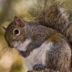 Fear sdfri's Avatar'