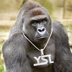 Just_David_Ok's Avatar'