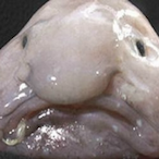 Sir Ironypants's Avatar'