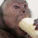 exclusivetiger7's Avatar'