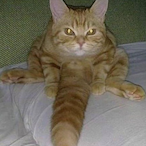 ProfSnowleopard's Avatar'