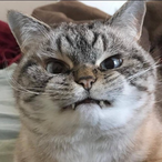 Angry..Cat's Avatar'