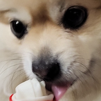 hyrax_04's Avatar'