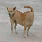 MisterNeverlose's Avatar'