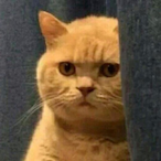 Korrosioness's Avatar'
