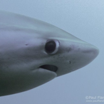 hwandoshark's Avatar'