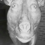 BovineAIDS's Avatar'