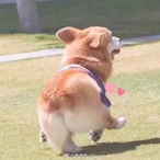 MelonPiQAQ's Avatar'