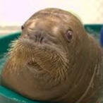 FluffyBlanket07's Avatar'