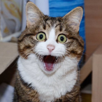 ArcheChAN's Avatar'