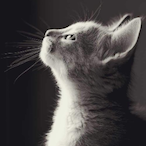 RyMu.'s Avatar'