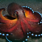 CaptainOctopuss's Avatar'