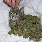 B0ngCat9's Avatar'