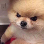 the-hairy-sack2's Avatar'