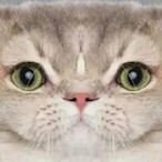SmoothBrain.'s Avatar'
