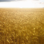 LifeOfTheFields's Avatar'
